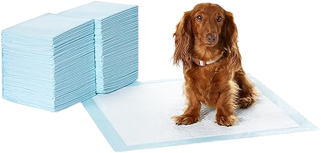 a brown dog sitting on top of a blue amazon basics pee pad