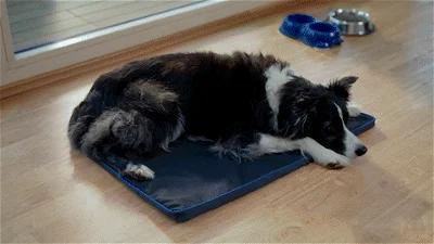 a black and white dog laying on top of a blue PEMF (Pulsed Electromagnetic Field) mat to reduce inflammation and arthritic discomfort